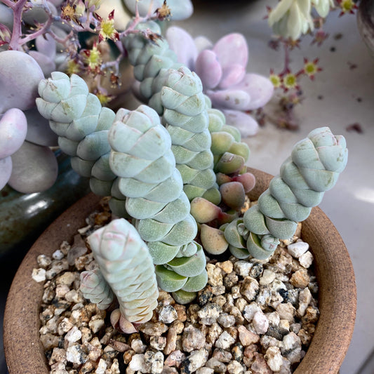 Crassula arta/ plegmatoides (CUTTINGS)