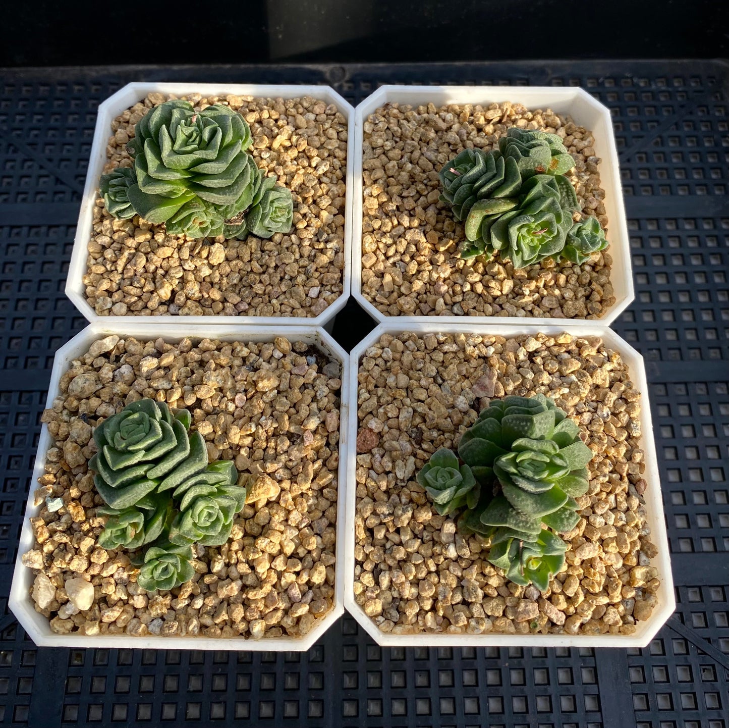 Crassula dorothy