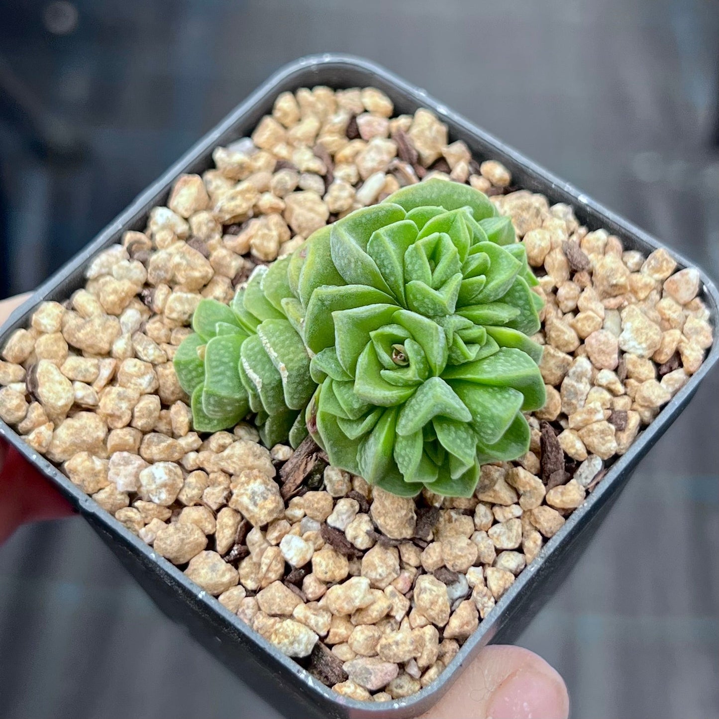 Crassula dorothy