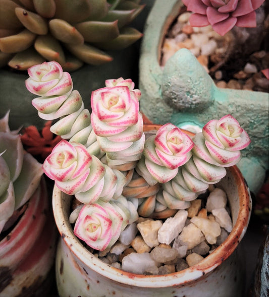 Crassula fantasy