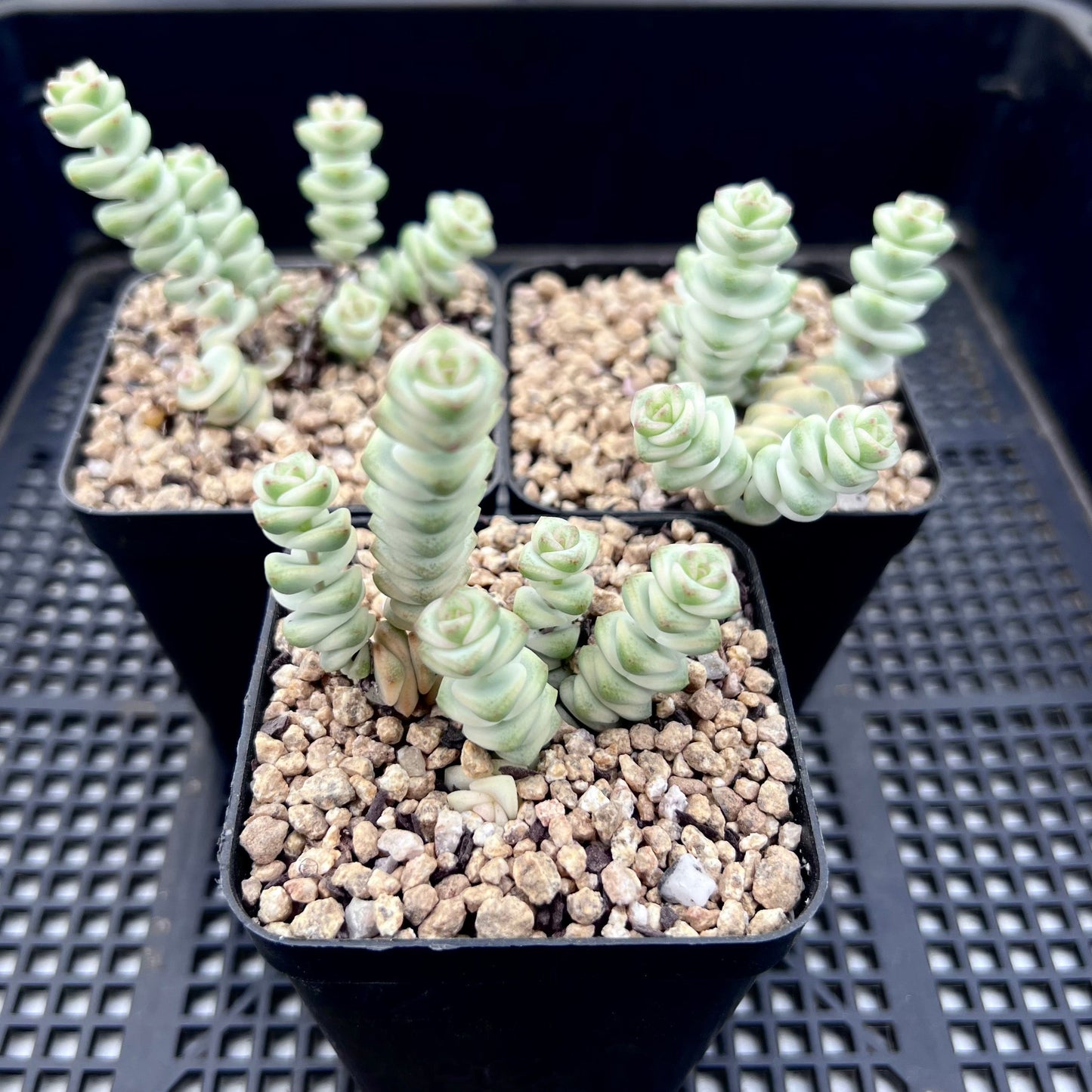 Crassula fantasy