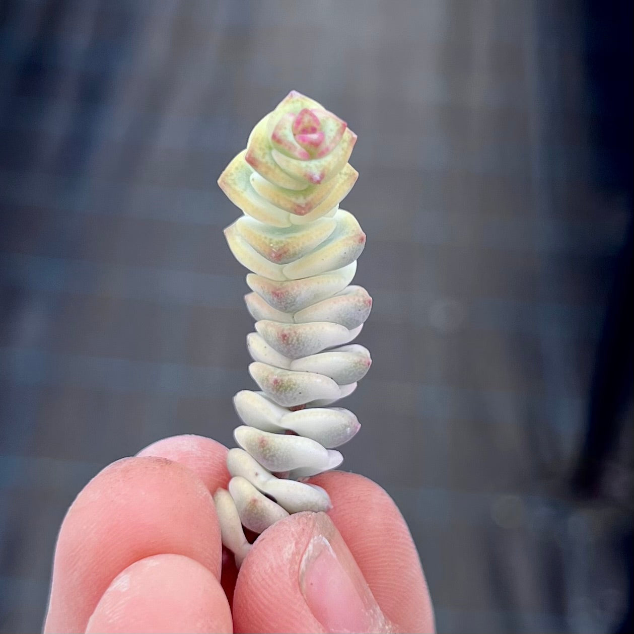 Crassula fantasy cutting x 1