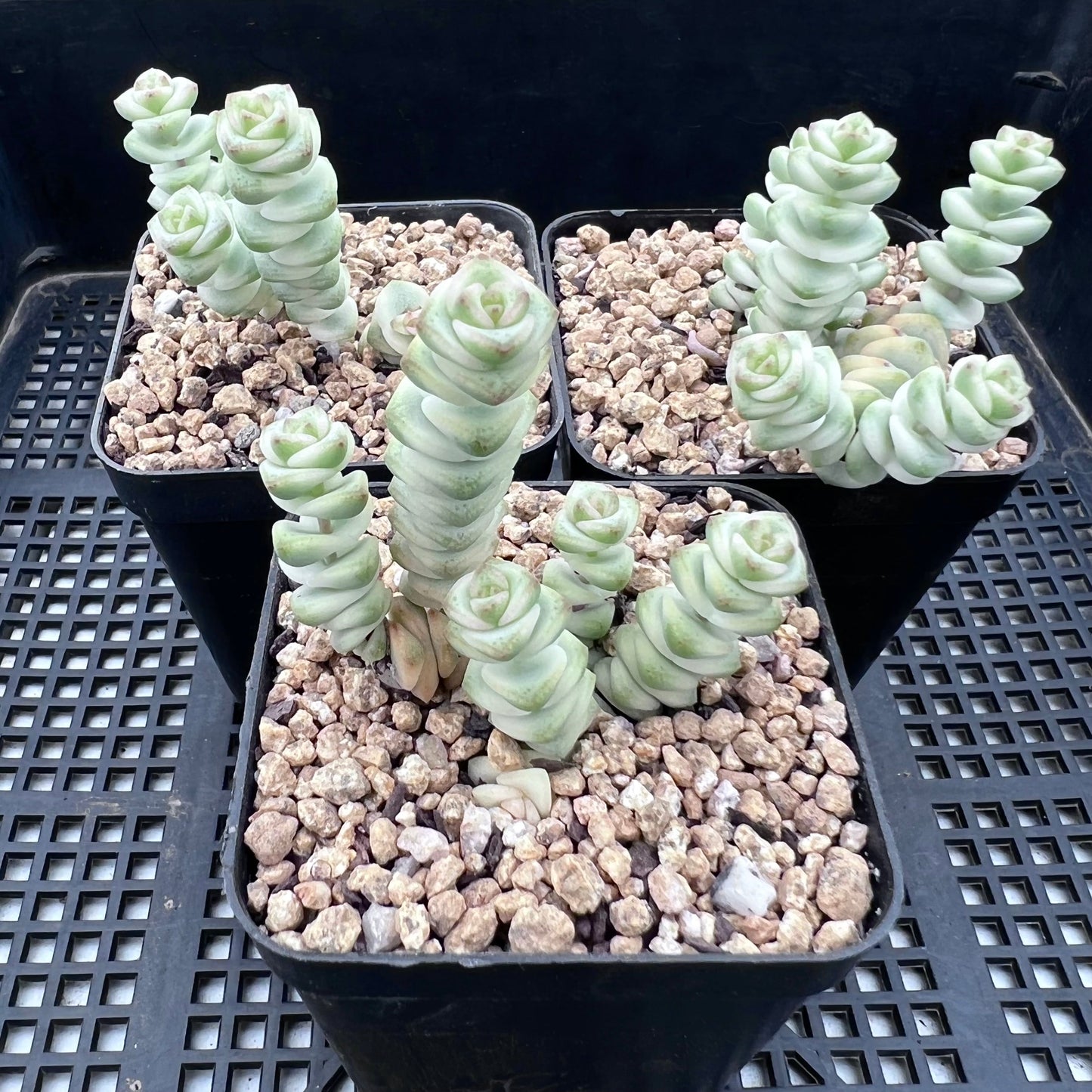 Crassula fantasy