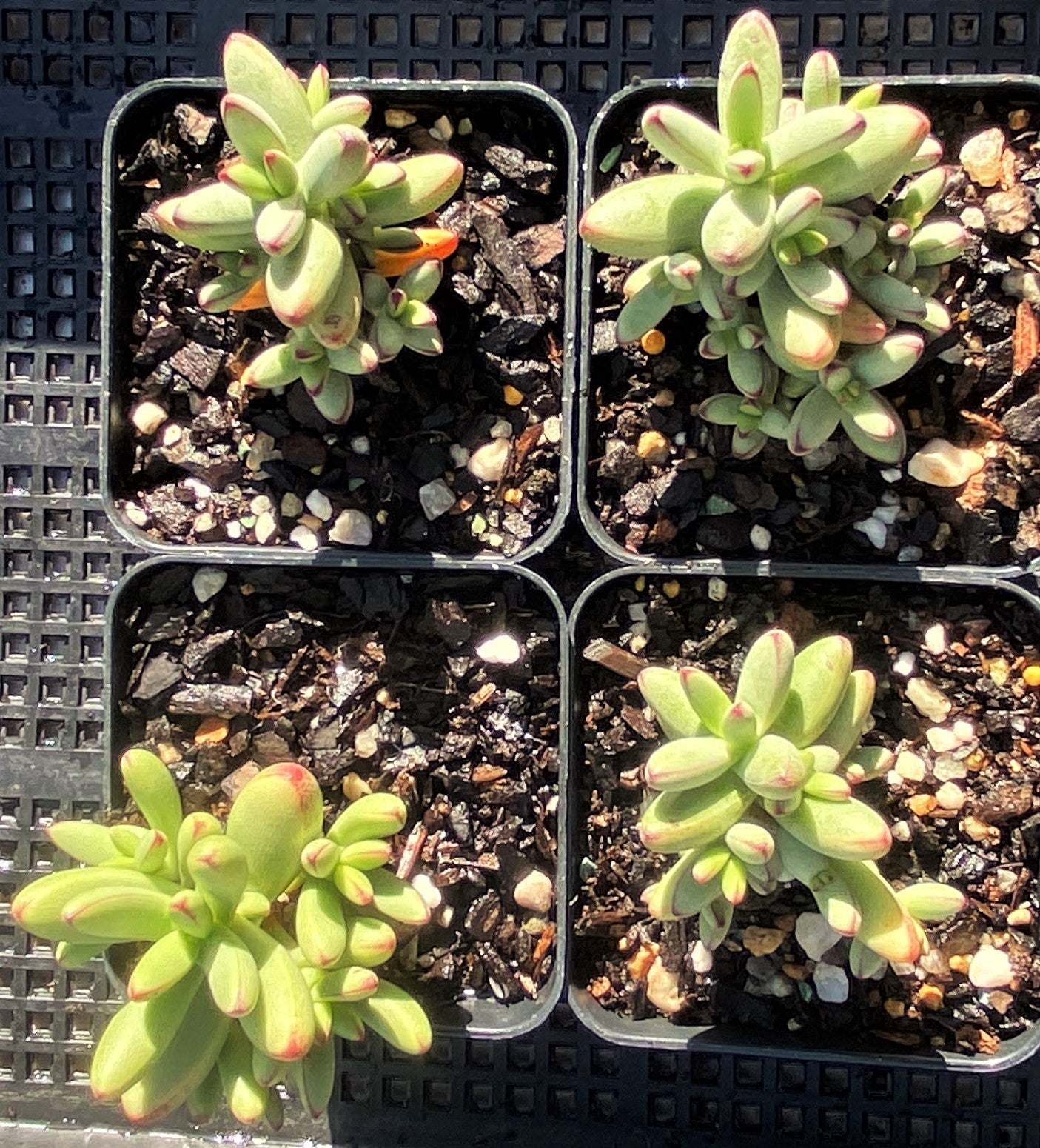 Crassula nudicaulis var. herrei