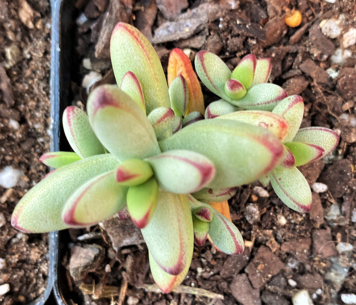 Crassula nudicaulis var. herrei