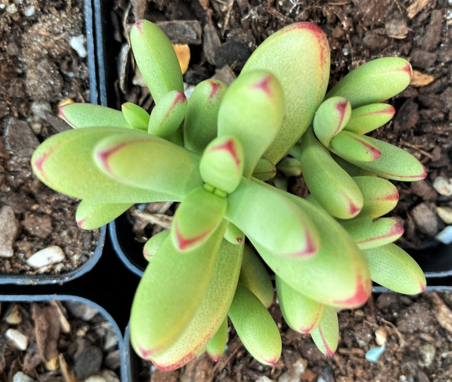 Crassula nudicaulis var. herrei