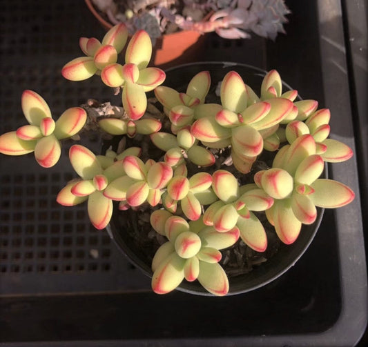 Crassula nudicaulis var. herrei