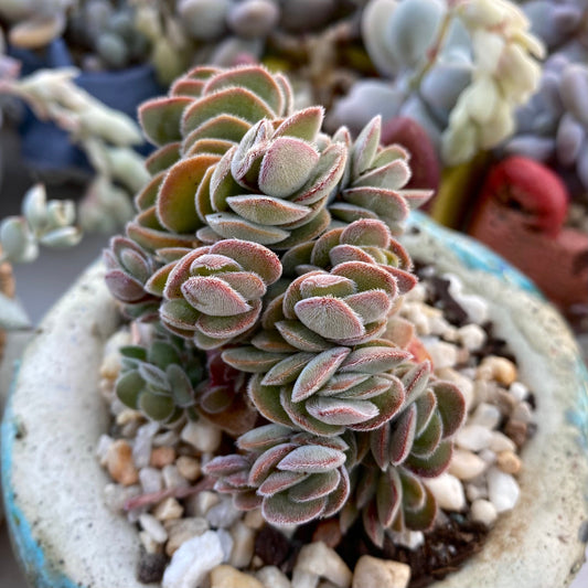 Crassula kim's surprise