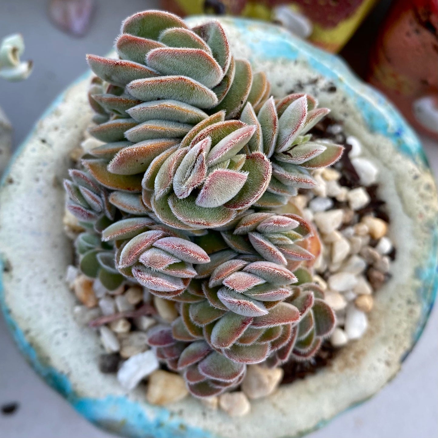 Crassula kim's surprise