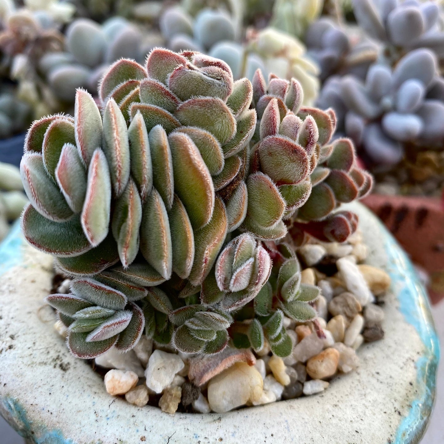 Crassula kim's surprise