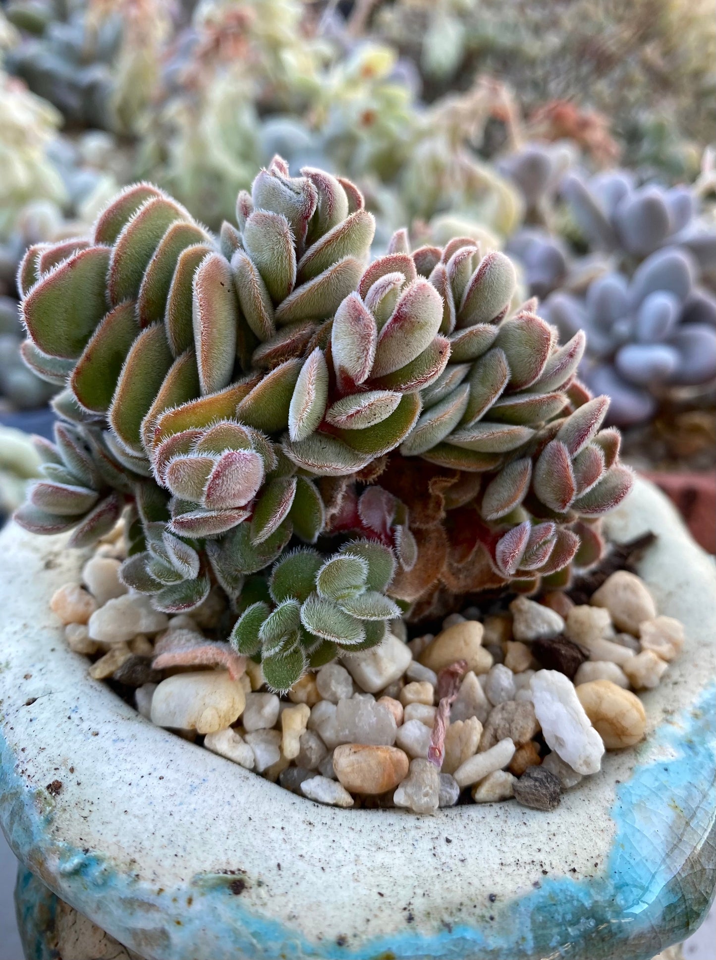 Crassula kim's surprise