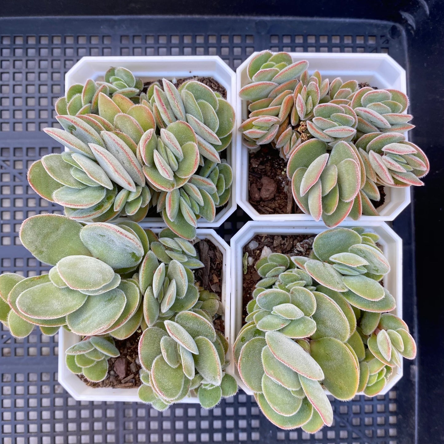 Crassula kim's surprise