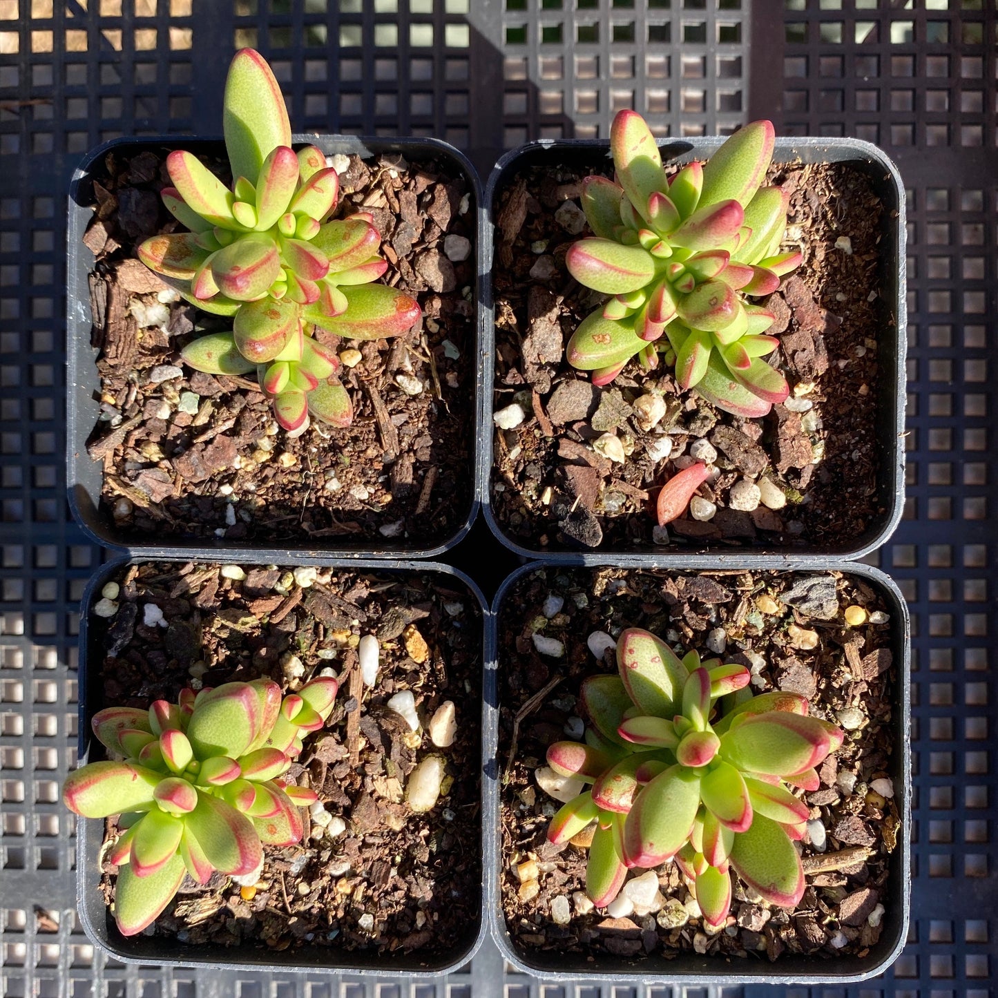 Crassula nudicaulis var. herrei