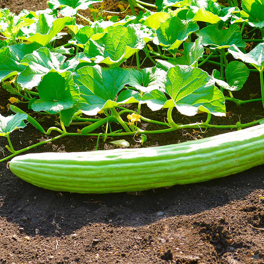 Cucumber 'Armenian'