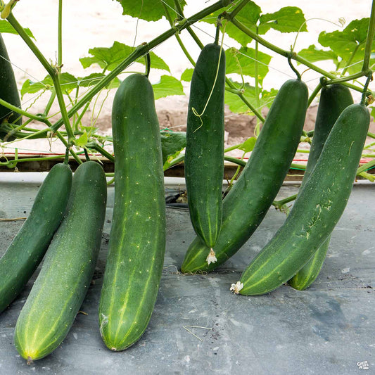 Cucumber 'Burpless'