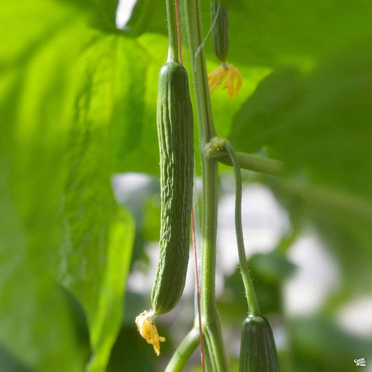 Cucumber 'English Tender Crisp'