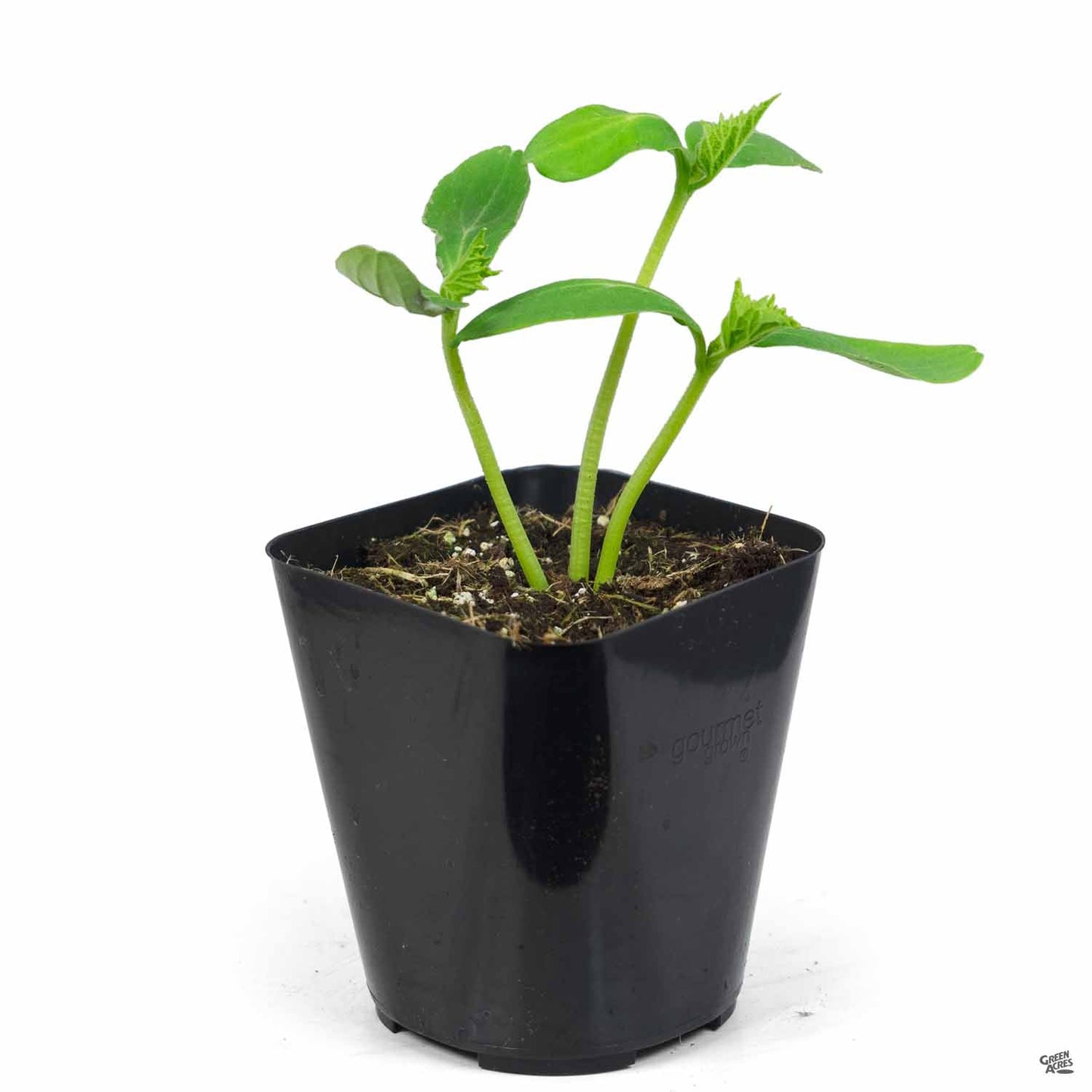 Cucumber 'English Tender Crisp'