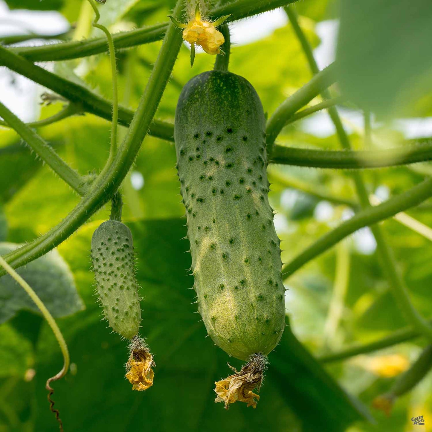 Cucumber 'Pickling Bush'
