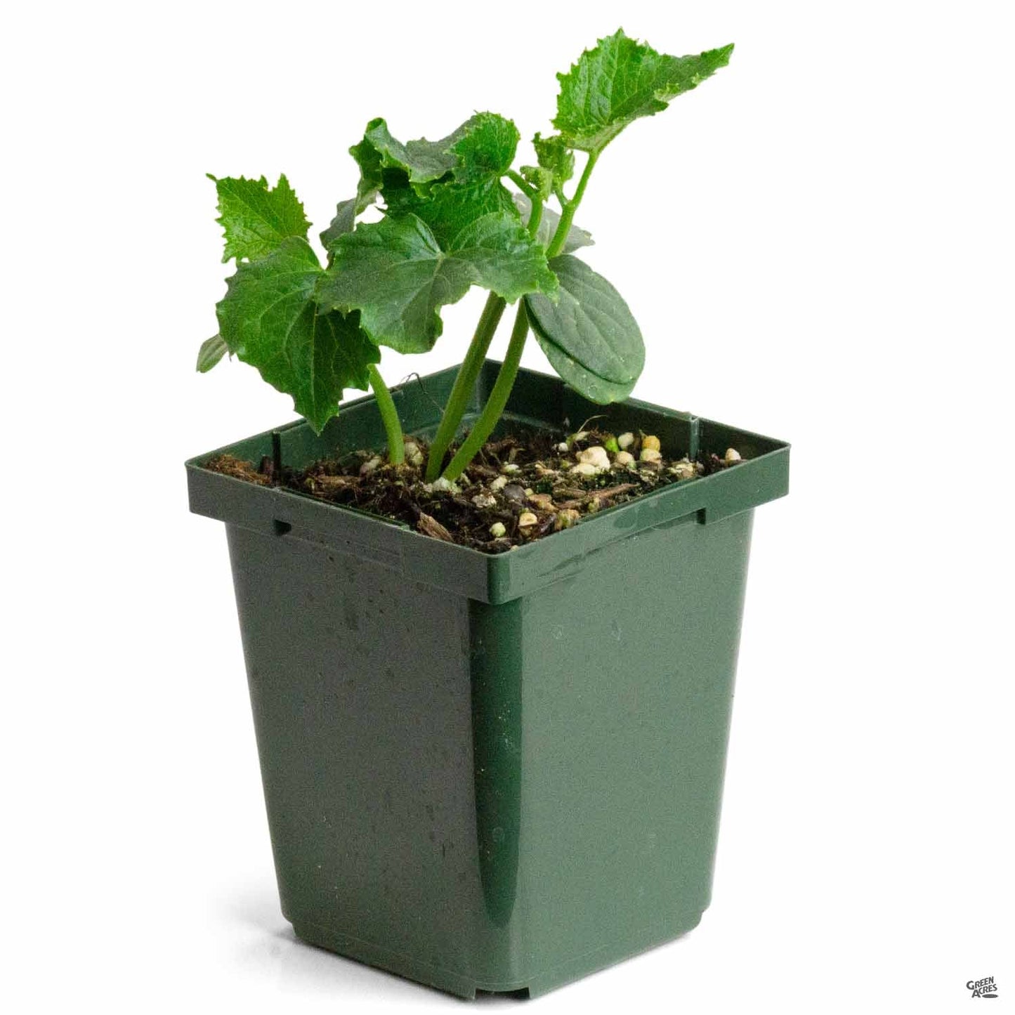 Cucumber 'Japanese Long'