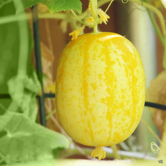 Cucumber 'Lemon'