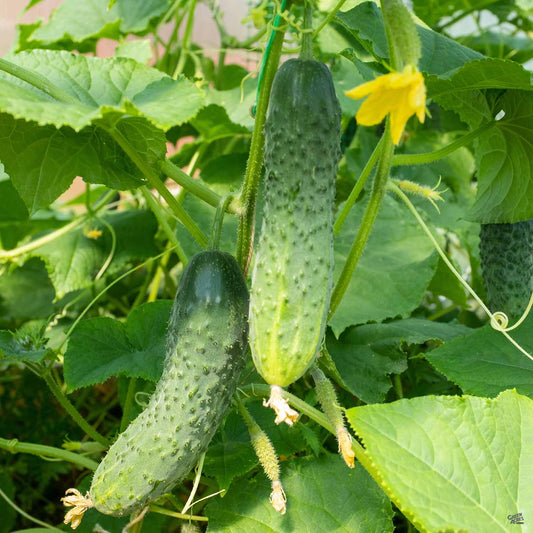 Cucumber 'Pickling Bush'