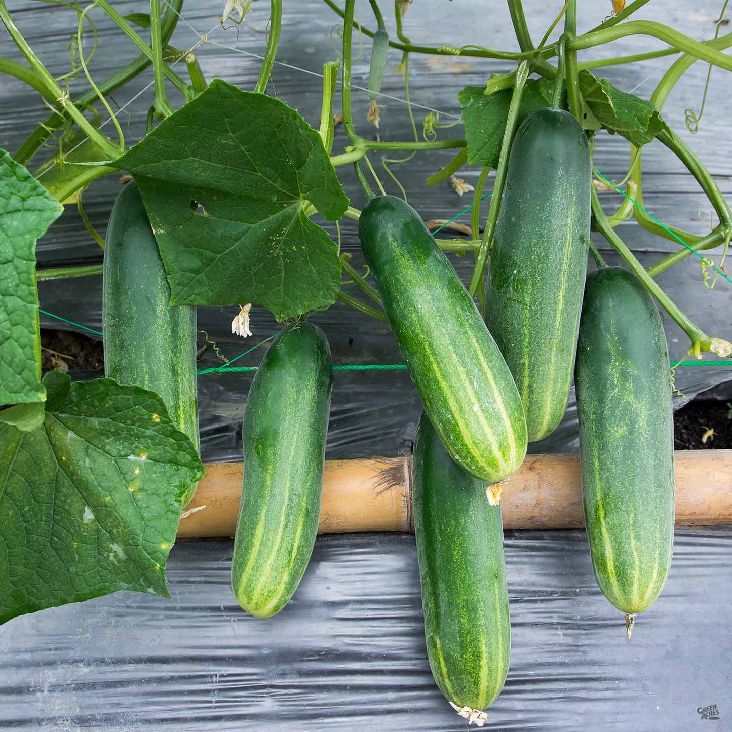 Cucumber 'Spartan Valor'