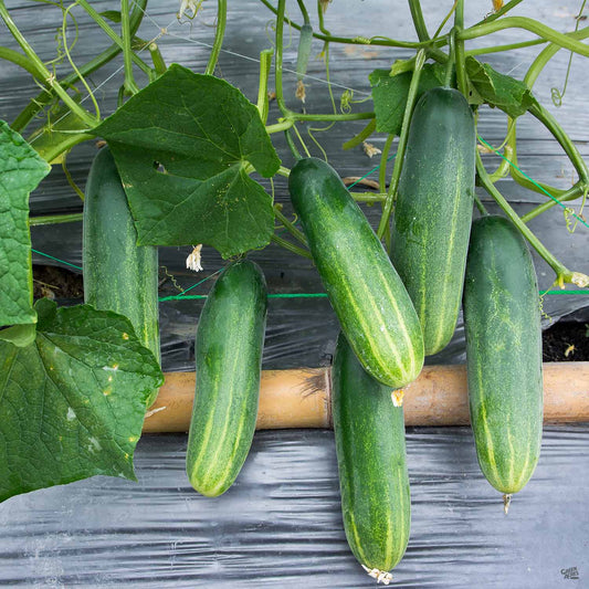 Cucumber 'Spartan Valor'