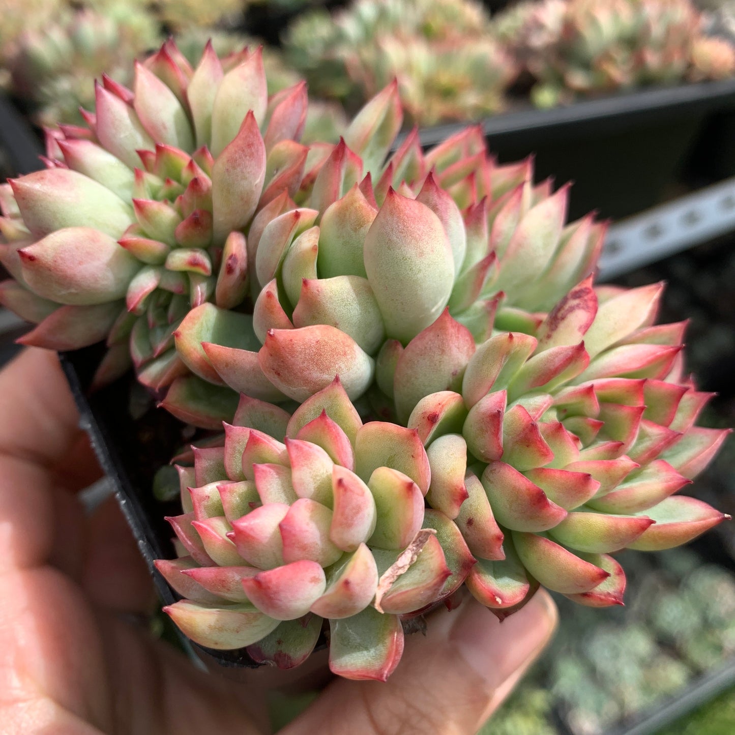 Echeveria Mebina 女雏