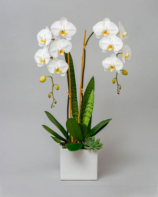 DOUBLE WHITE ORCHID