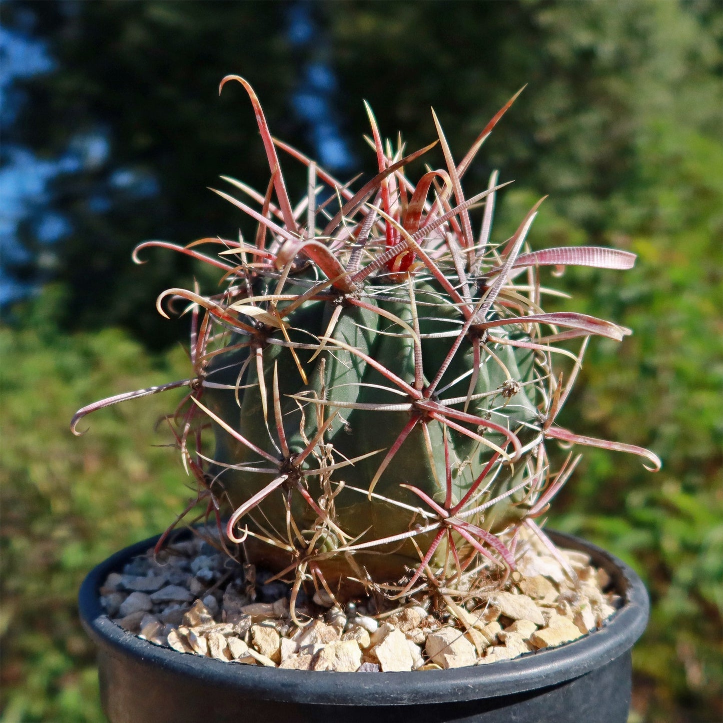 Devil's Tongue 'Ferocactus latispinus'