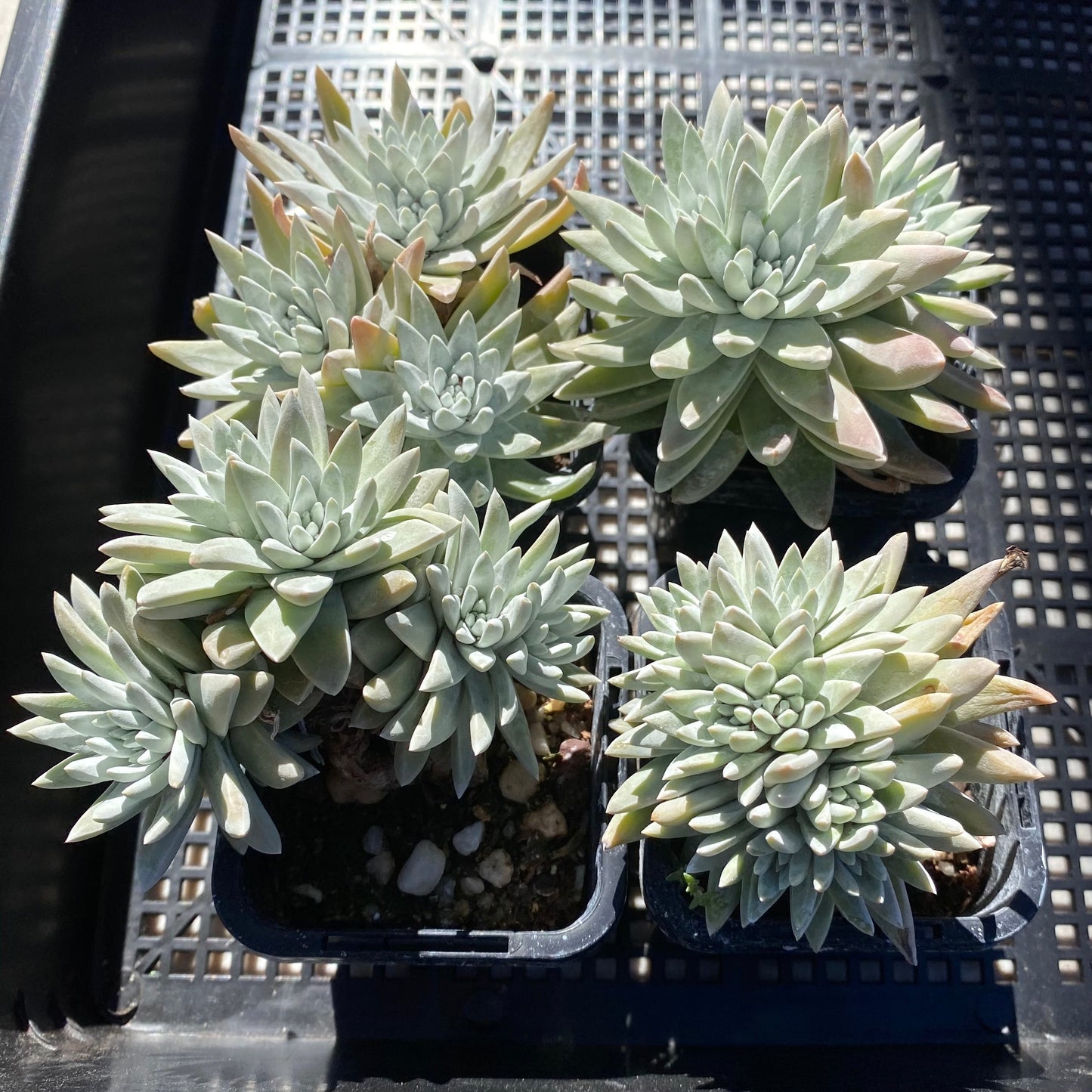 Dudleya greenei/white sprite