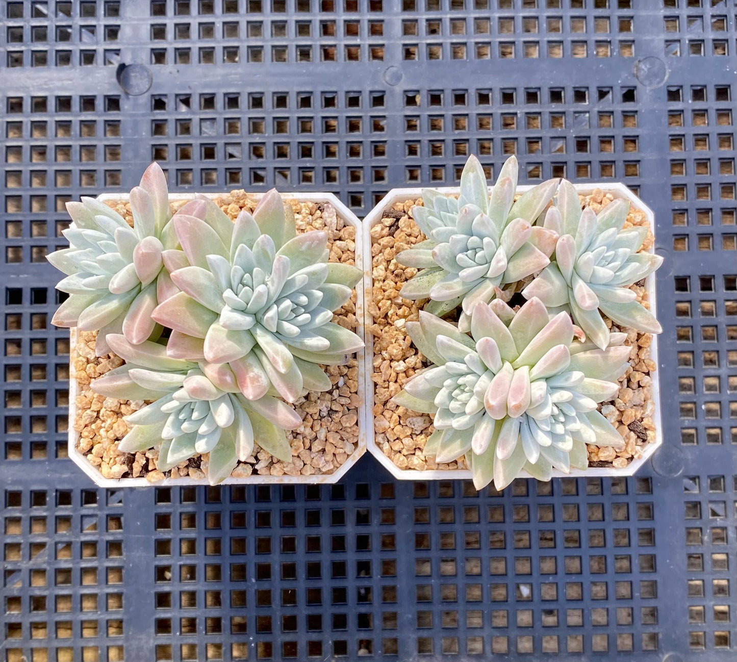 Dudleya greenei/white sprite