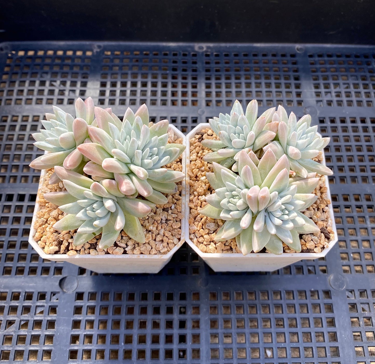 Dudleya greenei/white sprite