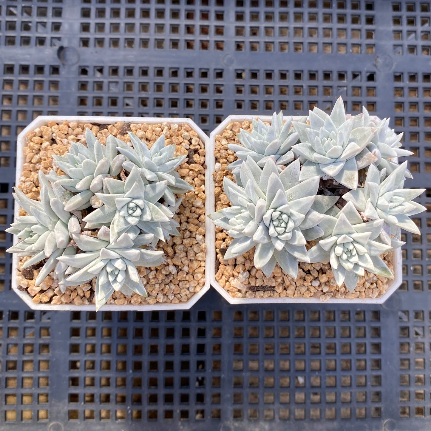 Dudleya greenei/white sprite