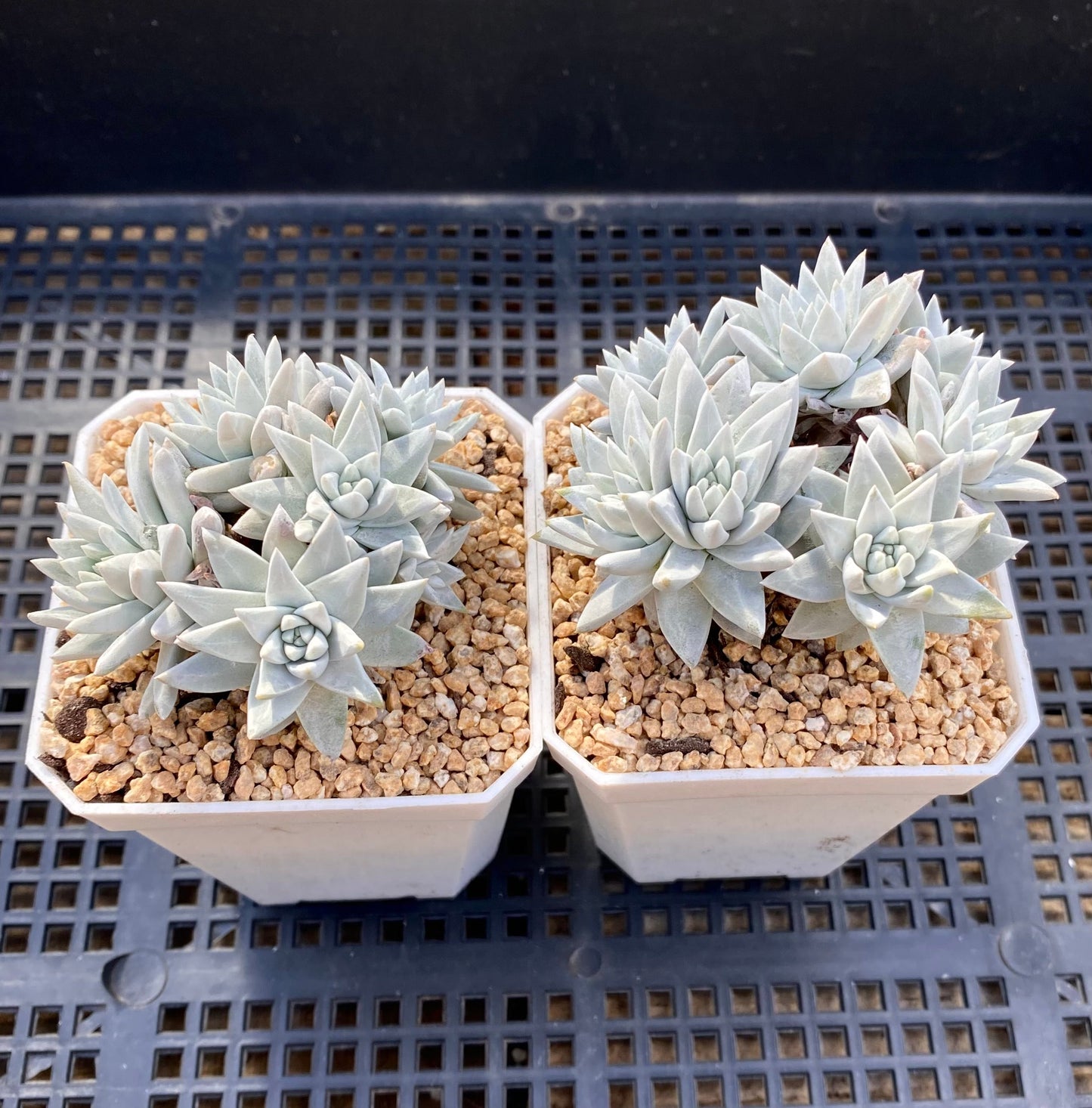 Dudleya greenei/white sprite