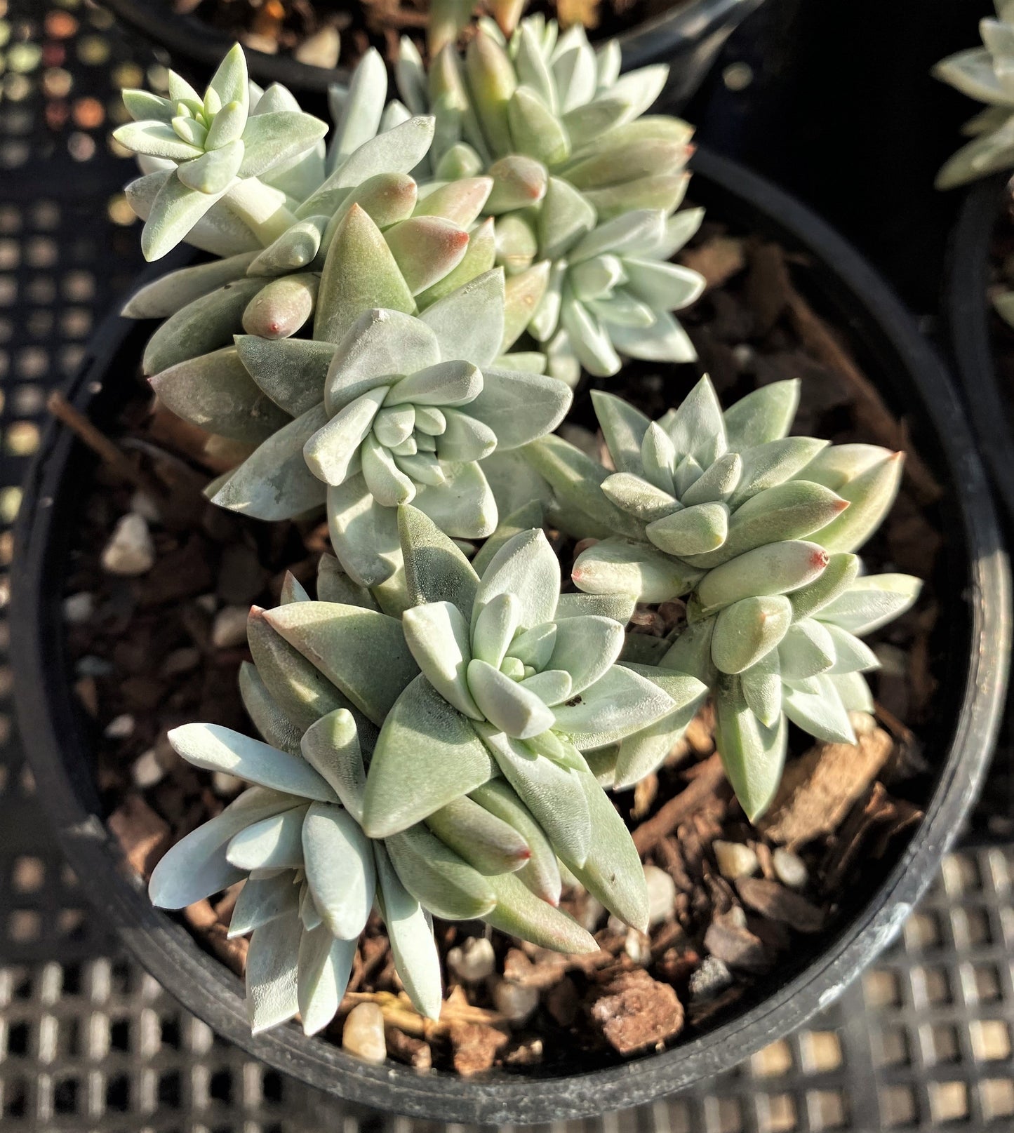 Dudleya greenei/white sprite