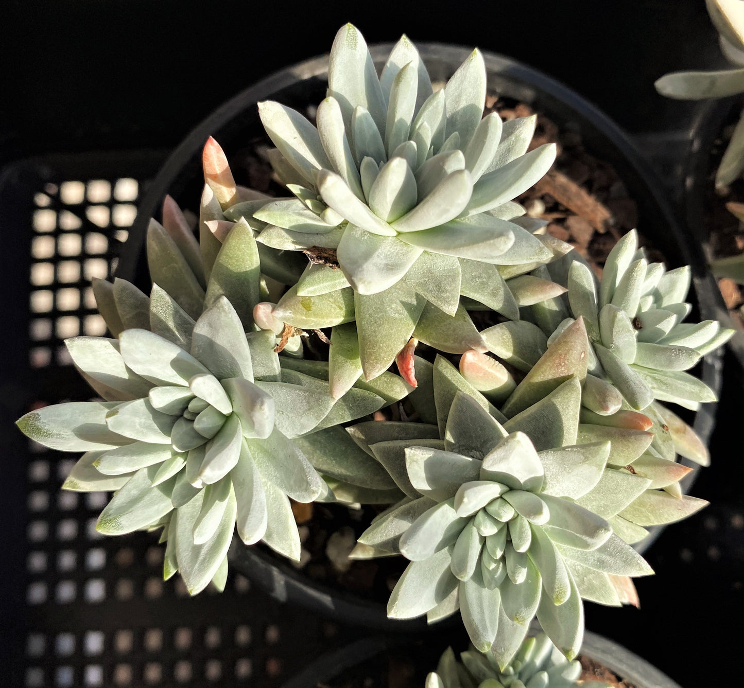 Dudleya greenei/white sprite