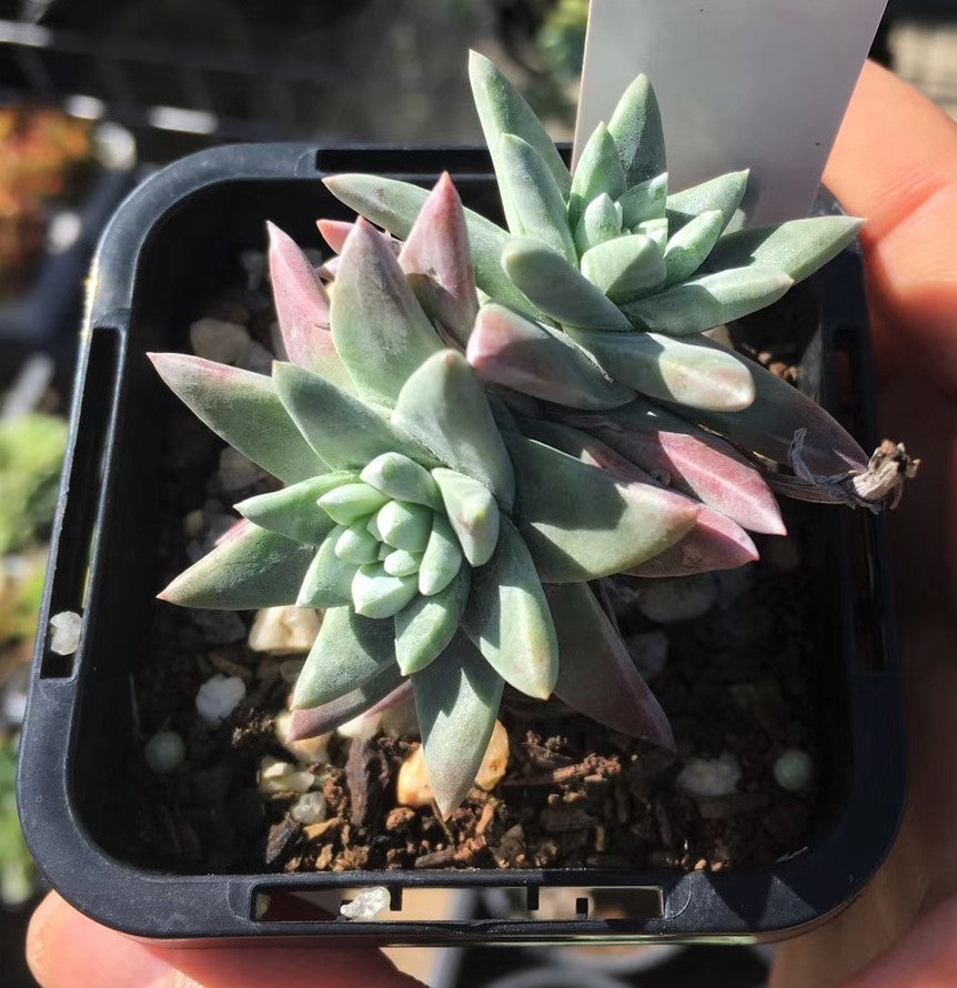 Dudleya greenei/white sprite