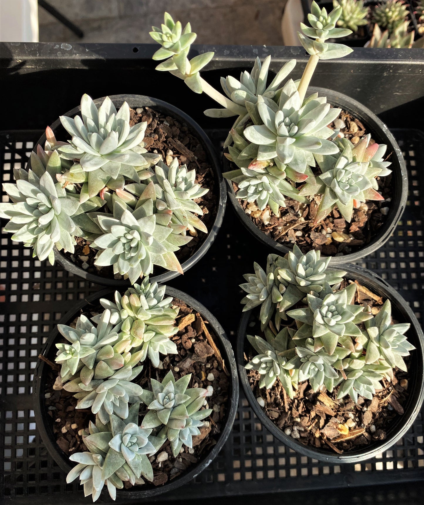 Dudleya greenei/white sprite