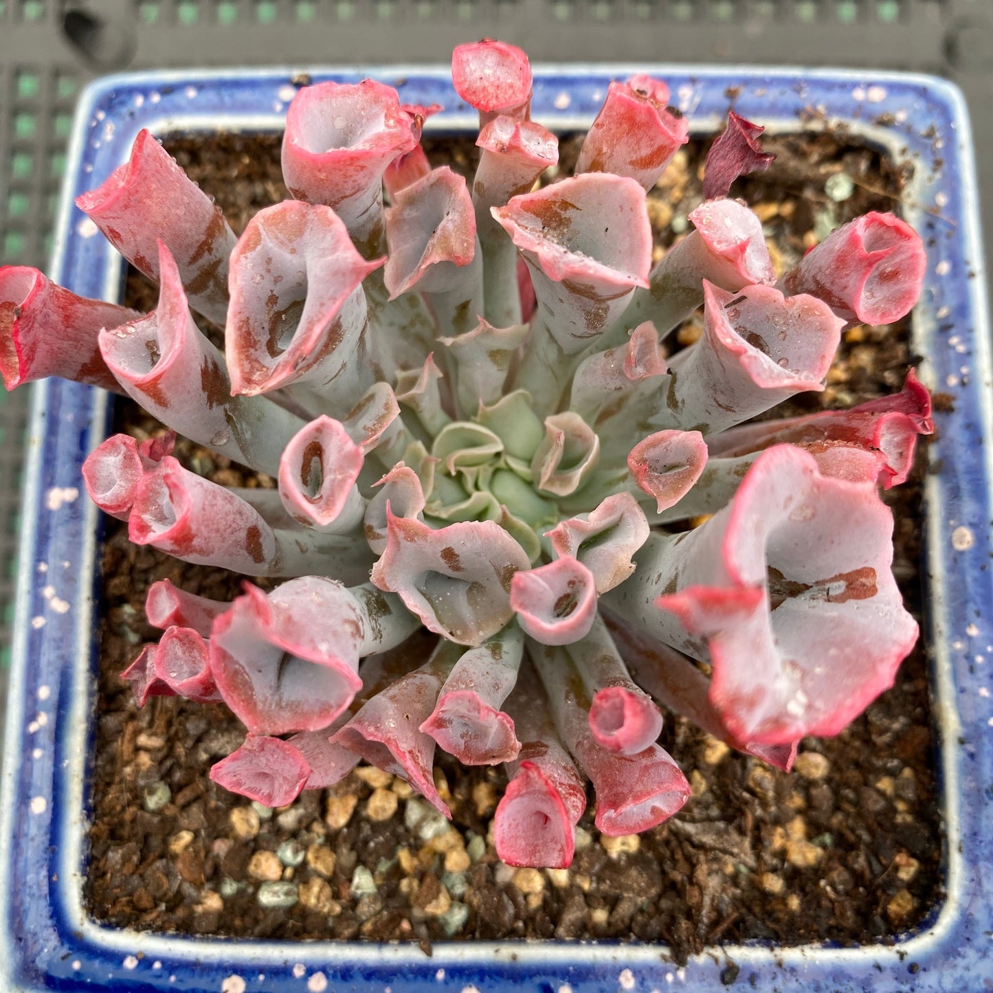 Echeveria trumpet pinky