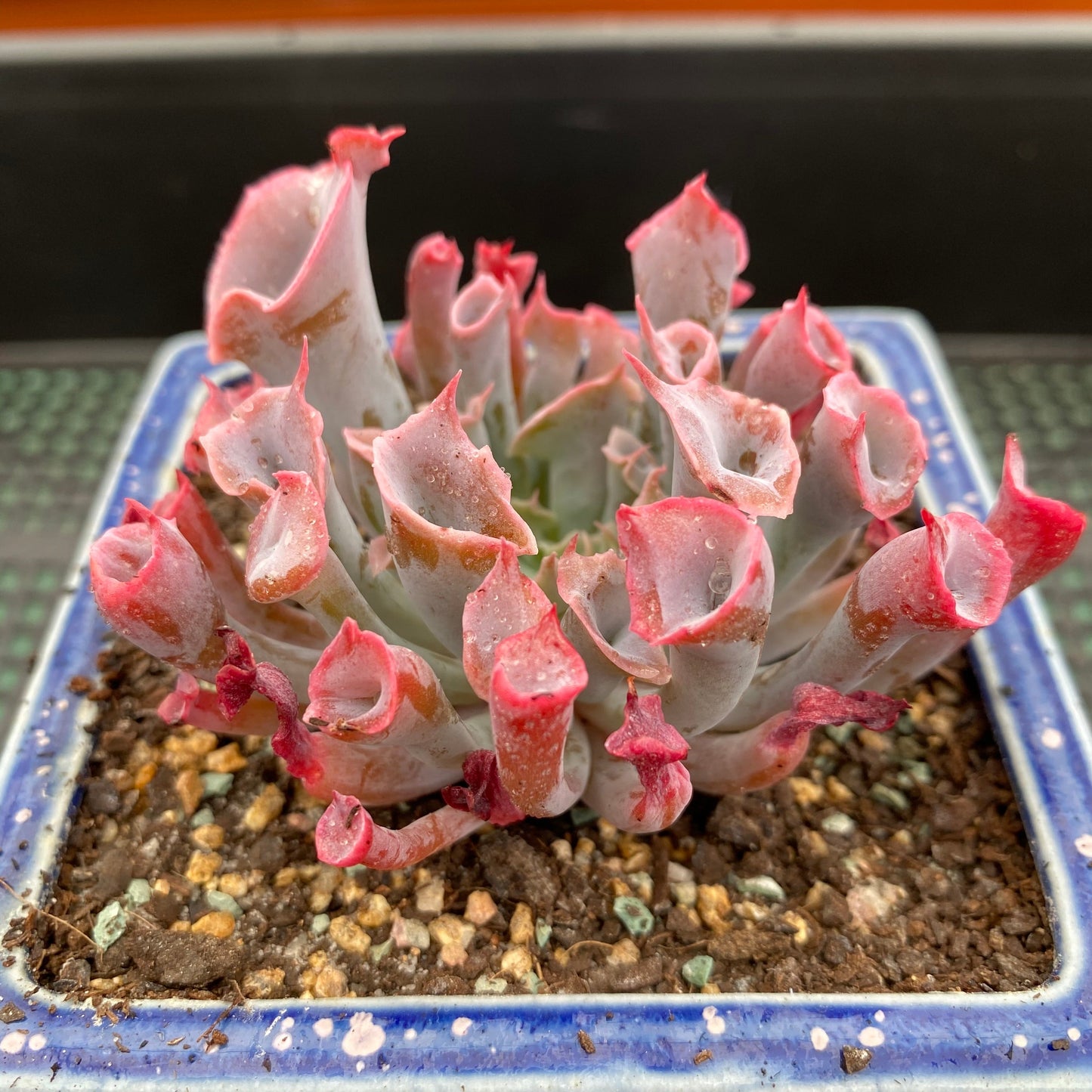 Echeveria trumpet pinky