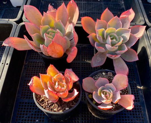 Echeveria afterglow