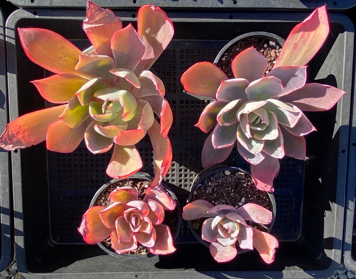 Echeveria afterglow