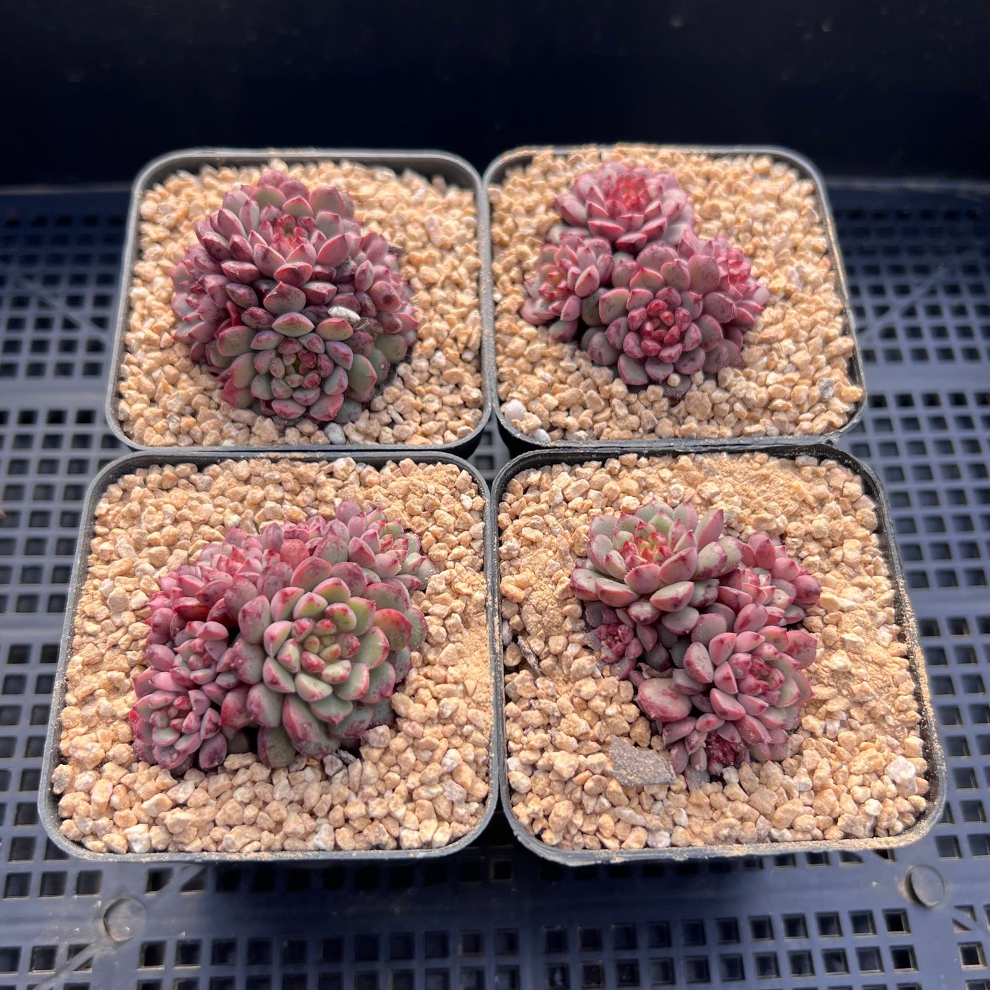 Echeveria Nocturn