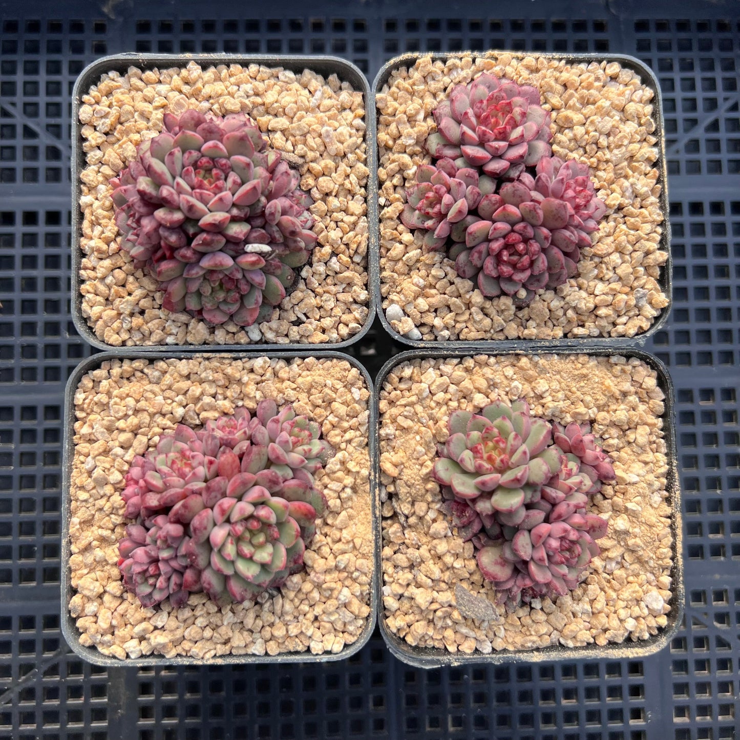 Echeveria Nocturn