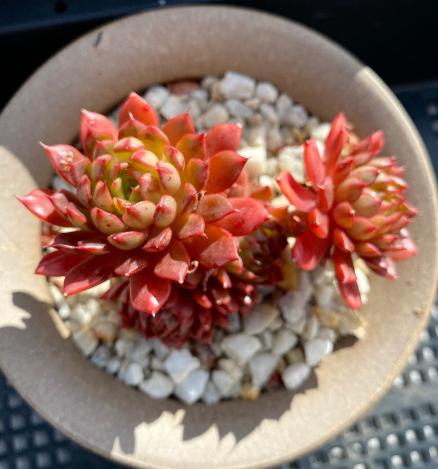 Echeveria Bini Gessei