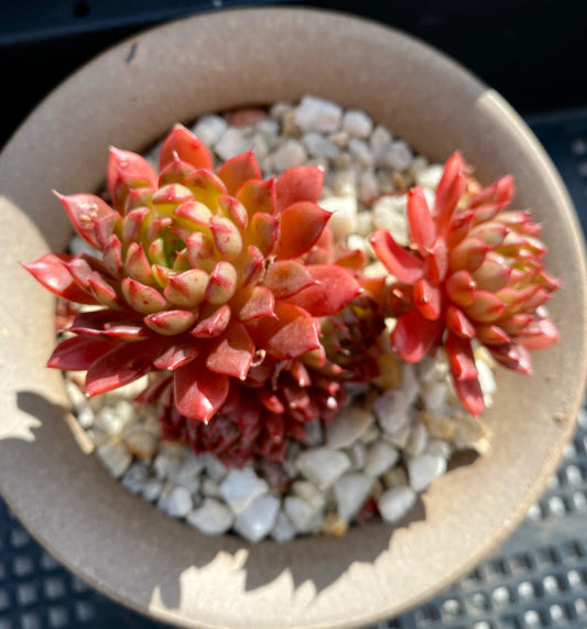Echeveria Bini Gessei