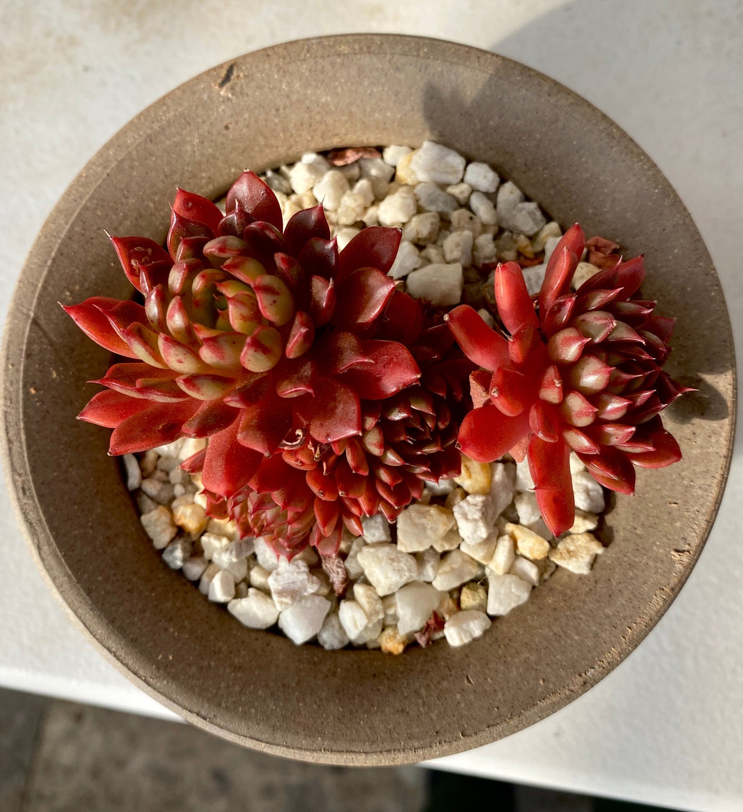 Echeveria Bini Gessei