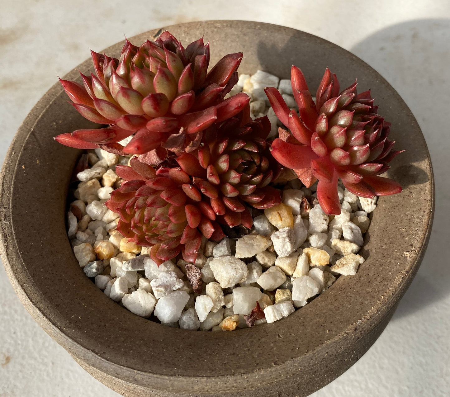 Echeveria Bini Gessei
