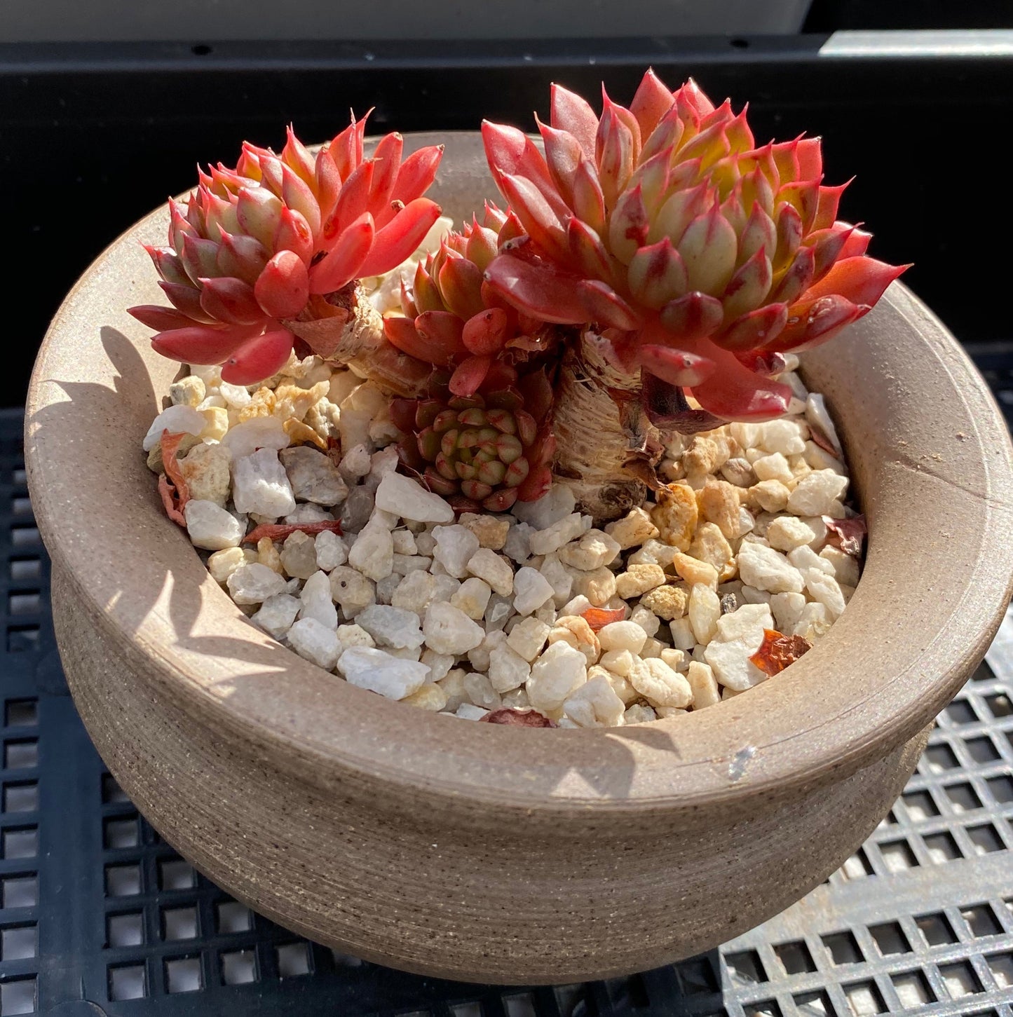 Echeveria Bini Gessei